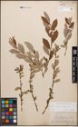 Foto von Salix caprea L. x Salix purpurea L.